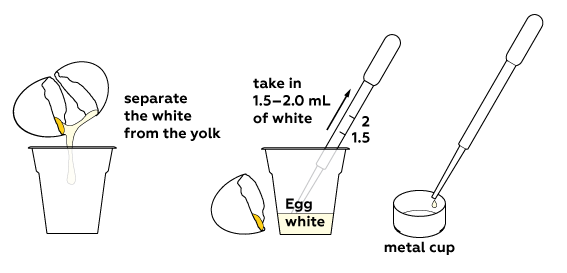 egg_yolk_from_white_en_iks-01